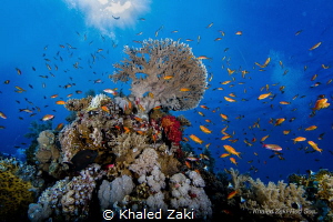 Coral Reef Shark Bay taken by Canon 5D mk3 8-15 fish eye ... by Khaled Zaki 